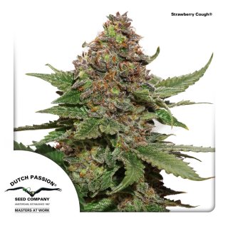 Dutch Passion Strawberry Cough female 5er