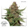 Dutch Passion Strawberry Cough female 5er