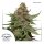 Dutch Passion Strawberry Cough female 10er