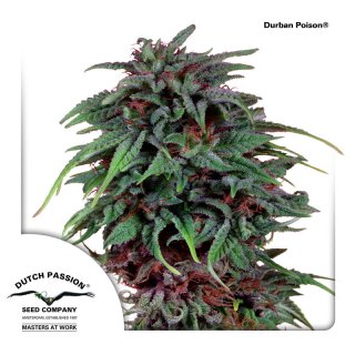 Dutch Passion Durban Poison female 10er