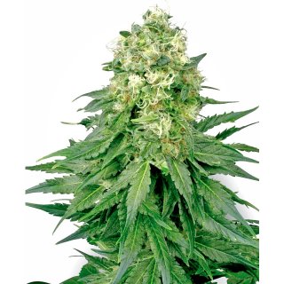 White Label Seeds White Widow female 5er