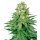 White Label Seeds White Widow female 5er