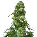 Sensi Seeds Early Skunk female 10er