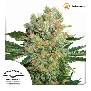 Dutch Passion Brainstorm female 10er