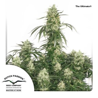 Dutch Passion The Ultimate female 5er