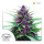Dutch Passion Shaman female 10er