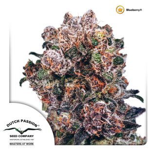 Dutch Passion Blueberry female 5er
