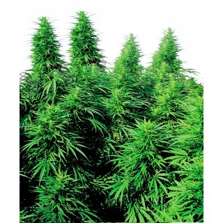Sensi Seeds Ruderalis Skunk regular 10er