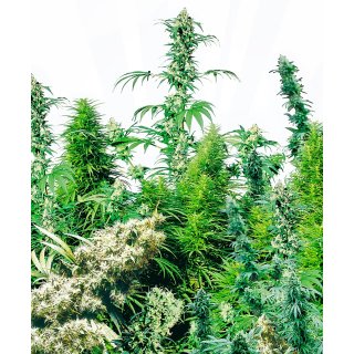 Sensi Seeds Outdoormix regular 25er