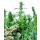 Sensi Seeds Outdoormix regular 25er