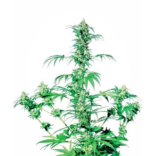 Sensi Seeds Early Girl regular 10er