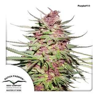 Dutch Passion Purple #1 female 10er