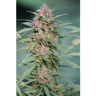 Serious Seeds Serious 6 regular 11er