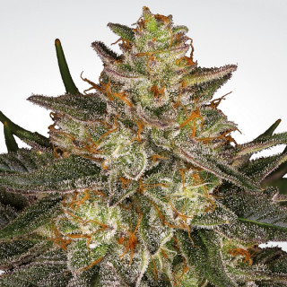 Paradise Seeds Dutch Kush female 3er