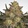 Paradise Seeds Dutch Kush female 3er