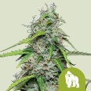 Royal Queen Seeds Royal Gorilla autofem 5er