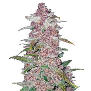 Fast Buds Blackberry autofem 5er