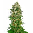 Sensi Seeds Shiva Skunk autofem 10er