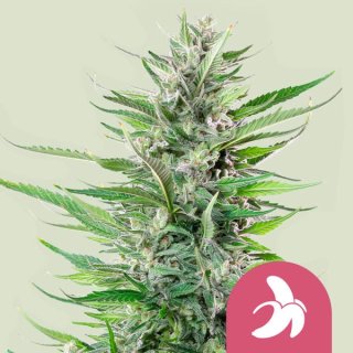 Royal Queen Seeds Fat Banana female 5er