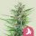 Royal Queen Seeds Fat Banana female 5er