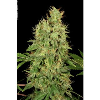 Serious Seeds CBD Chronic female 6er