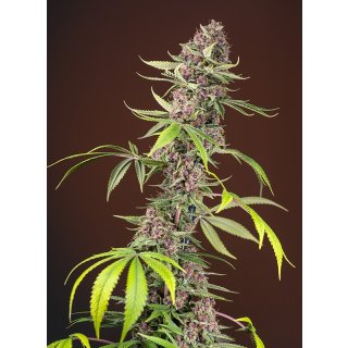 Sweet Seeds Red Mandarine F1 Fast Version female 5er