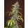 Sweet Seeds Red Mandarine F1 Fast Version female 5er