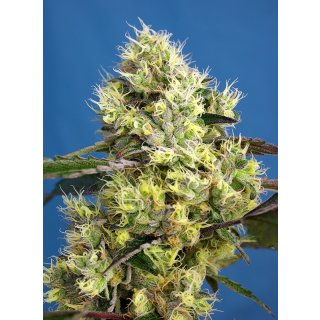 Sweet Seeds Sweet Gelato autofem 5er