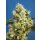 Sweet Seeds Sweet Gelato autofem 5er
