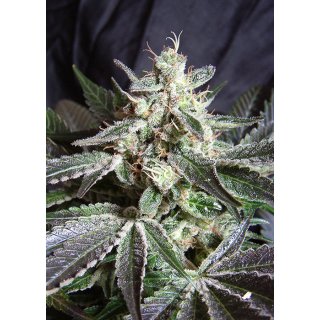 Sweet Seeds Black Jack female 25er