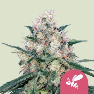 Royal Queen Seeds Honey Cream female 10er