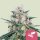 Royal Queen Seeds Honey Cream female 10er