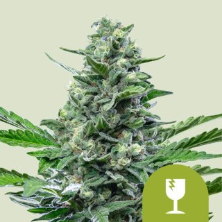 Royal Queen Seeds Royal Critical autofem 3er