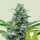Royal Queen Seeds Royal Critical autofem 3er