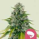 Royal Queen Seeds Royal Moby female 10er