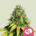 Royal Queen Seeds Somango XL female 5er