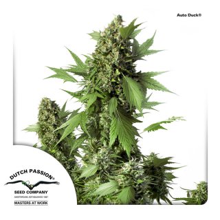 Dutch Passion Auto Duck autofem 7er