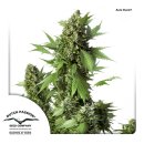 Dutch Passion Auto Duck autofem 7er