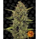 Barneys Farm Acapulco Gold female 3er
