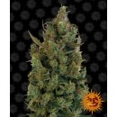 Barneys Farm Blueberry Cheese female 3er