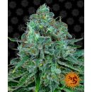 Barneys Farm Critical Kush female 3er
