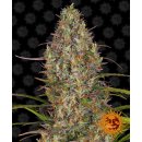 Barneys Farm Glue Gelato autofem 5er