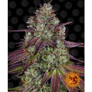 Barneys Farm Mimosa EVO female 3er