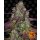 Barneys Farm Mimosa EVO female 3er