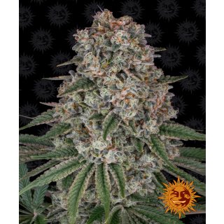 Barneys Farm Tropicanna Banana female 5er