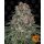 Barneys Farm Tropicanna Banana female 5er
