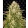 Barneys Farm Wedding Cake autofem 3er