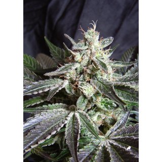 Sweet Seeds Black Jack F1 Fast Version female 5er