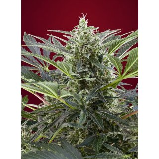 Sweet Seeds Cream 47 female 3er