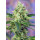 Sweet Seeds Crystal Candy female 3er